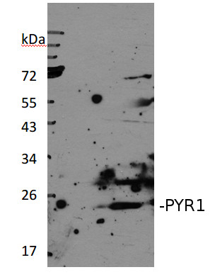 western blot using anti-PYR1 antibodies